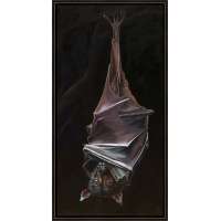 Camilla (Flying Fox)